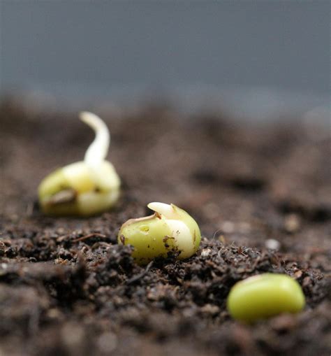 Seed.