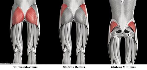 guluts